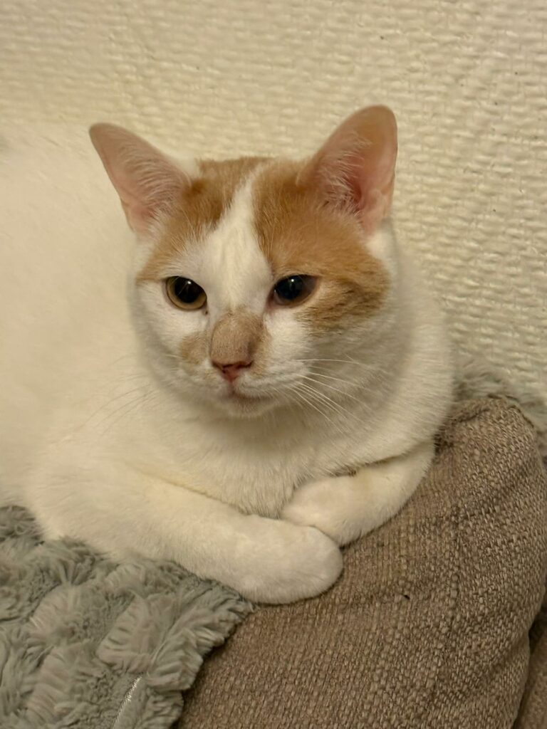 Gino