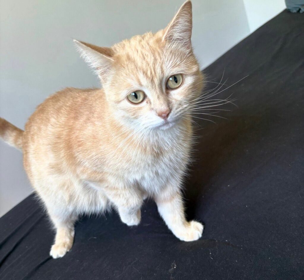 Adorable chatte