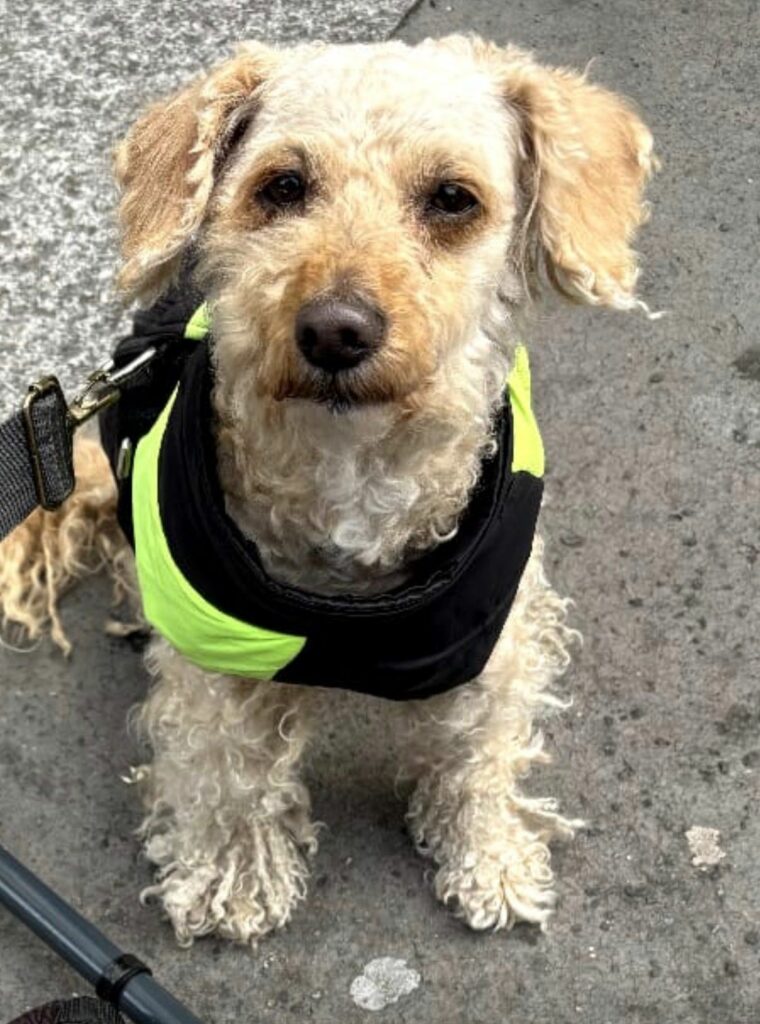 caniche - bichon