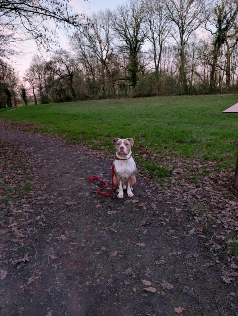 American Bully