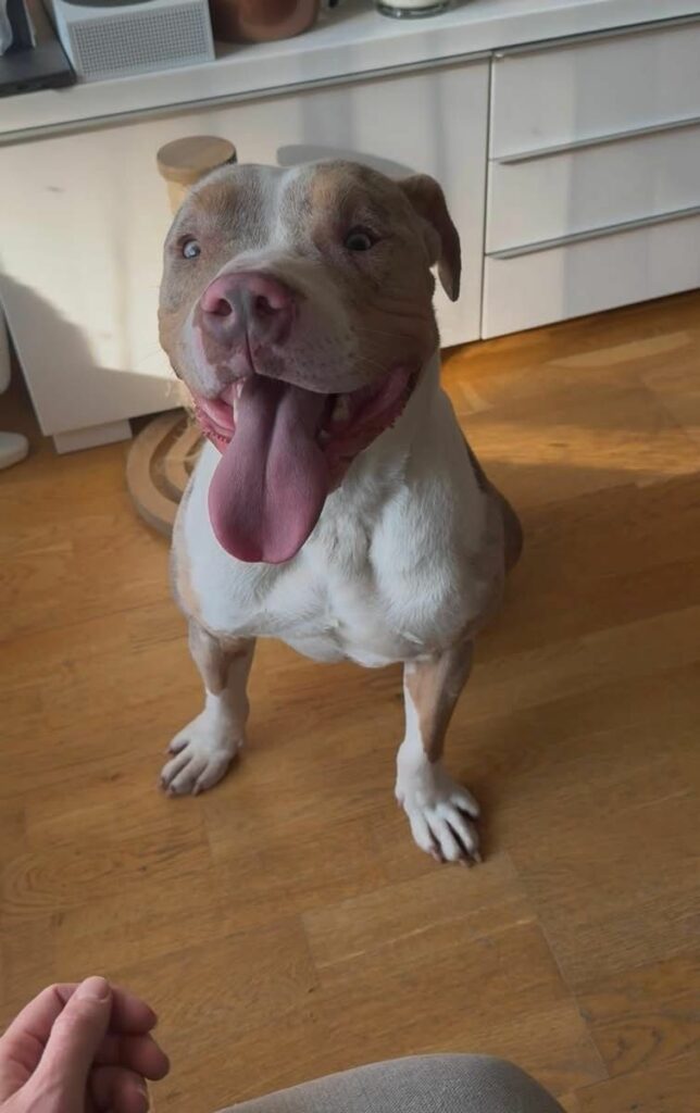 American Bully