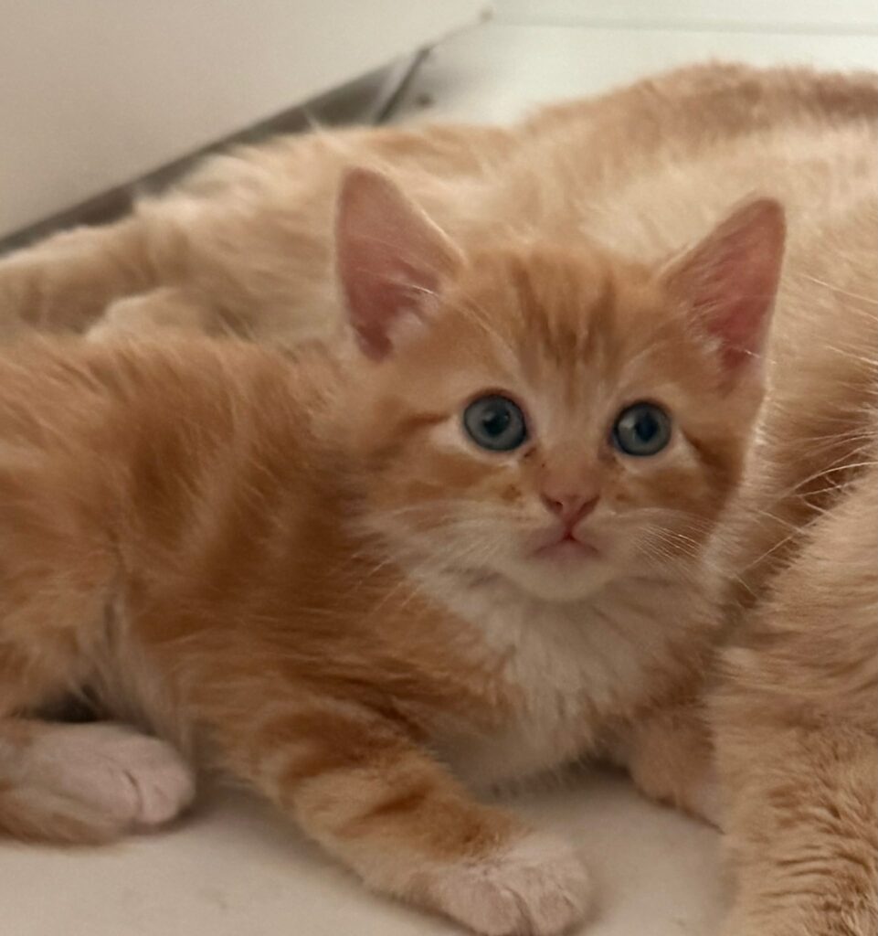 Melba