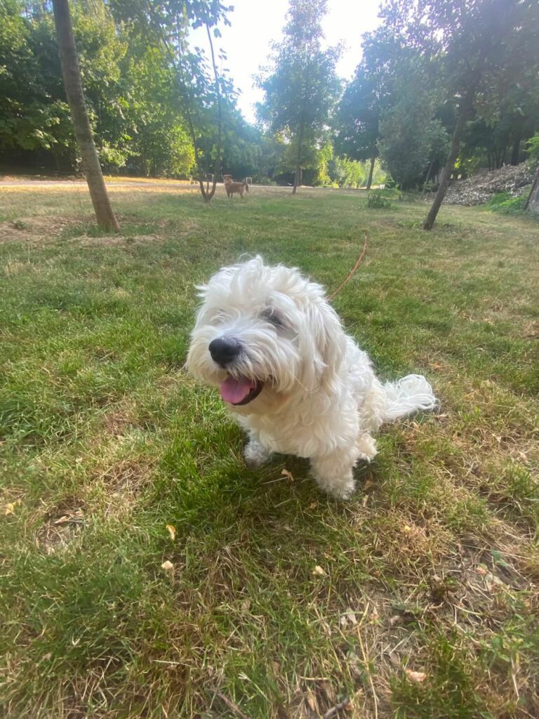 Bichon