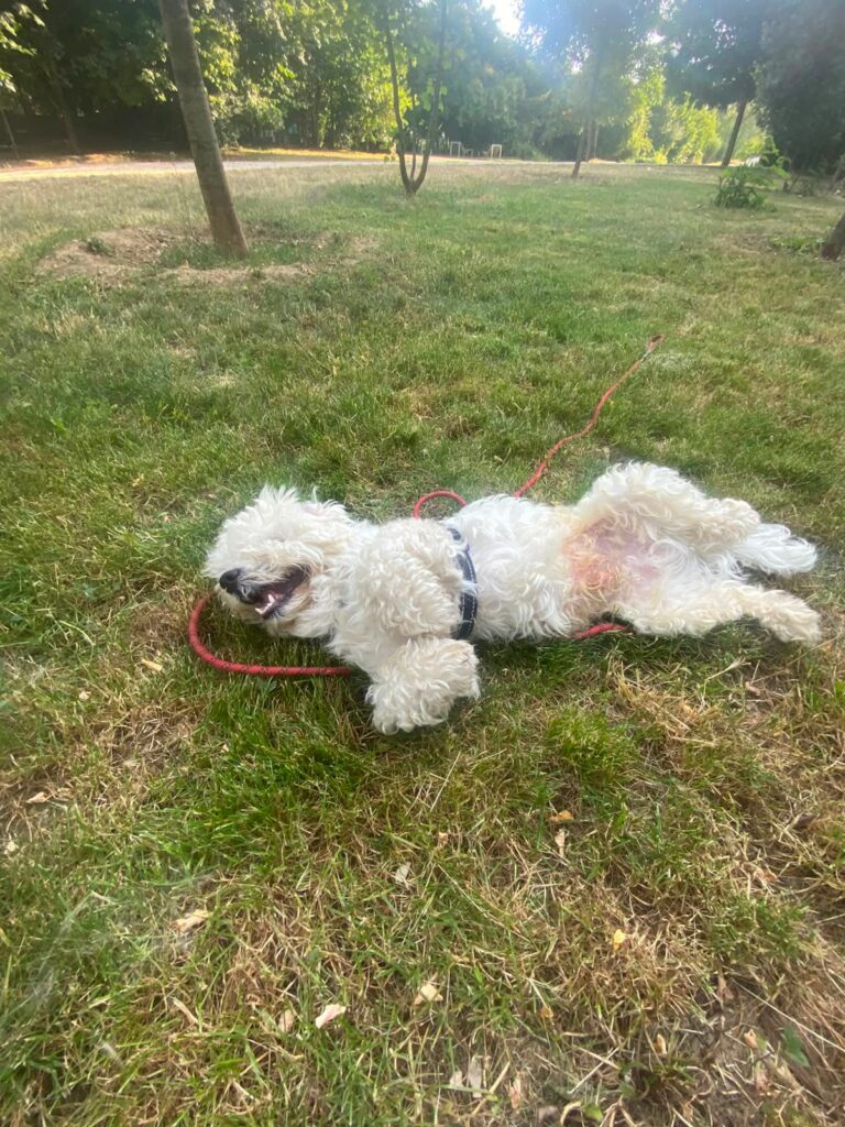 Bichon
