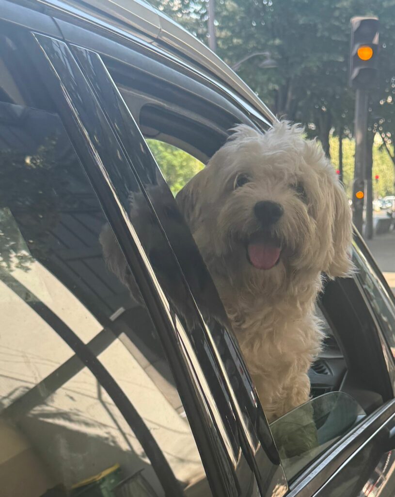 Bichon