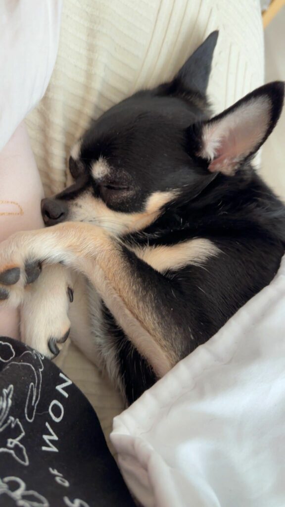 Chihuahua
