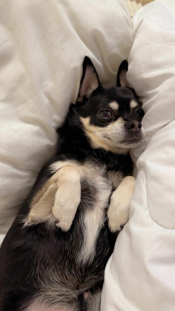 Chihuahua