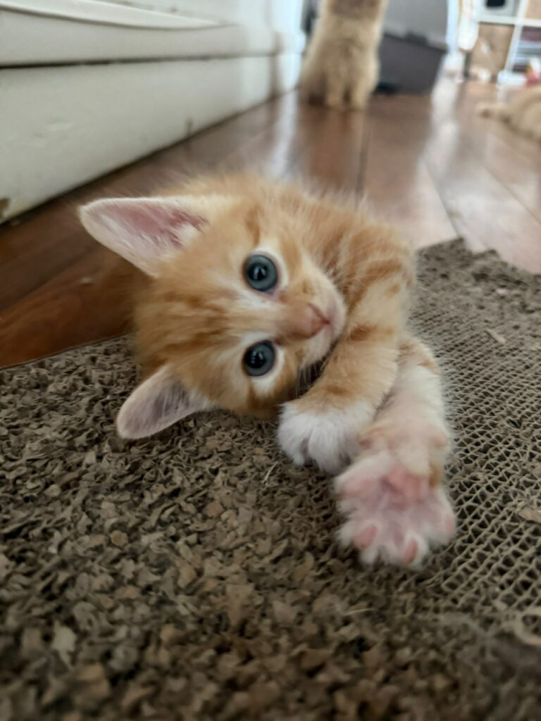 Maya