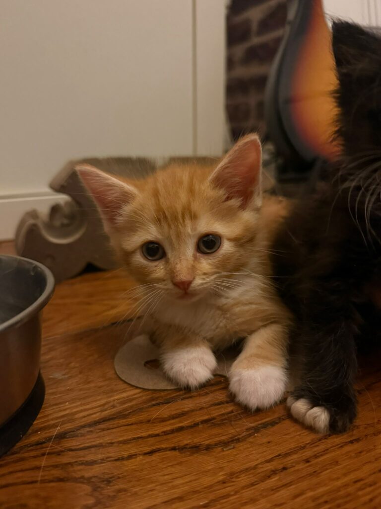 Merlin