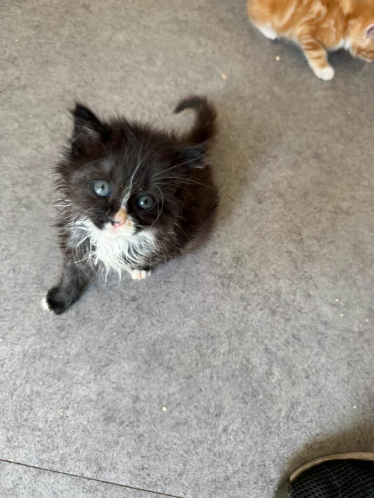 Remy